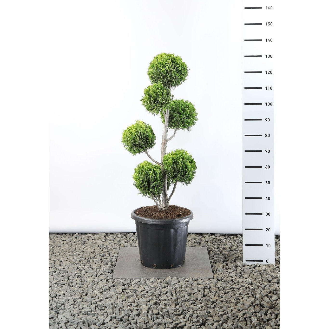 Ädelcypress – Chamaecyparis lawsoniana 'Ivonne' - 80-100 CM PonPon EXTRA in Cont.